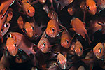 White-tipped Soldierfish