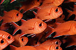 White-tipped Soldierfish