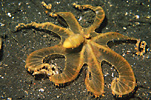 Octopus "Wonderpus"