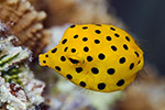 Yellow Boxfish juvenile 