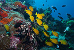 Yellow Chromis