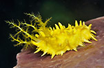 Yellow Sea Cucumber