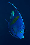 Yellowbar angelfish