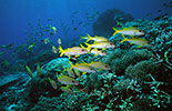 Yellowfin Goatfish