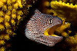 Yellowmouth Moray