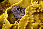 Yellowmouth Moray