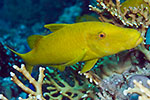 Yellowsaddle Goatfish