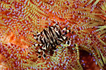 Zebra (Urchin) Crab