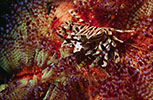 Zebra (Urchin) Crab 