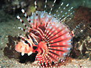 Zebra Lionfish