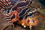 Zebra Lionfish