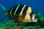 Zebra seabream