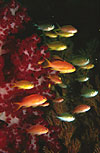 Anthias and soft corals 