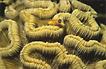 Goby on brain coral 