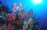 Indonesian Coral Reef