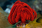 Feather Star