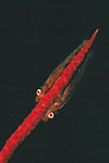 Gobies on Whip Coral