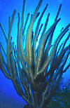Gorgonian