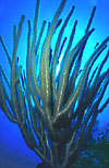 Gorgonian