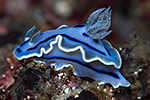 Nudibranch