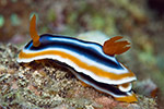 Nudibranch