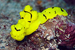 Nudibranch