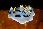 Nudibranch