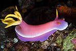 Nudibranch