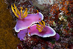 Nudibranch pair