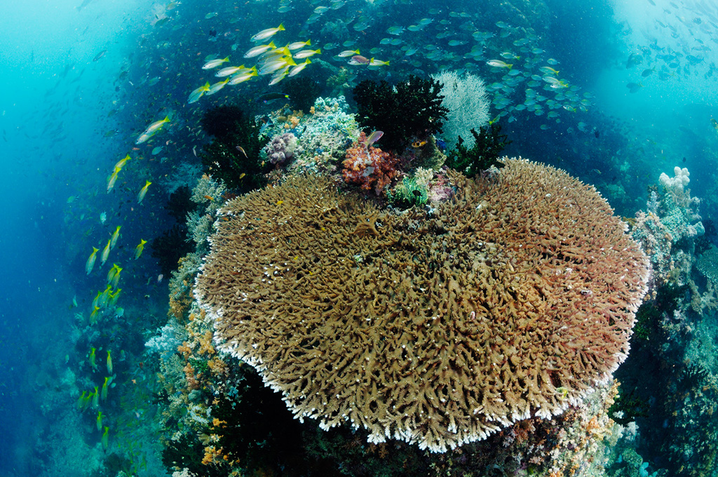 Table_coral_L2684_126_Triton_Bay