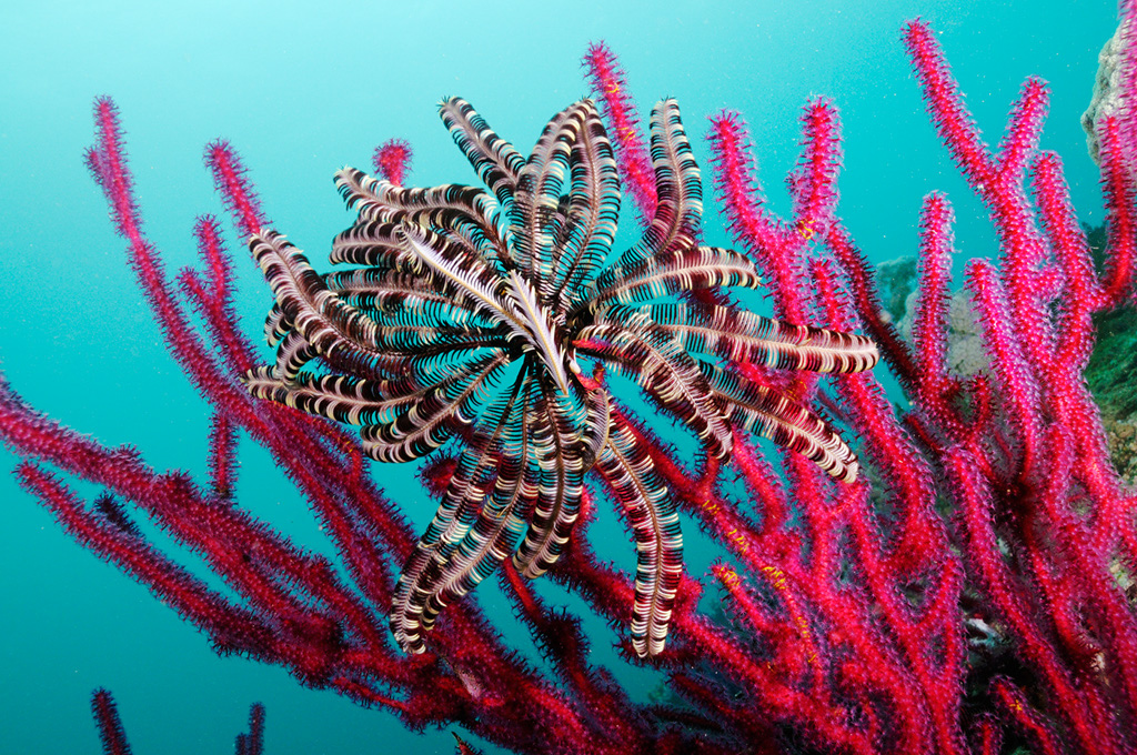 Feather_star_L2685_27_Triton_Bay