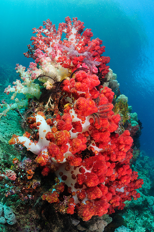 Soft_corals_L2671_26_Triton_Bay1