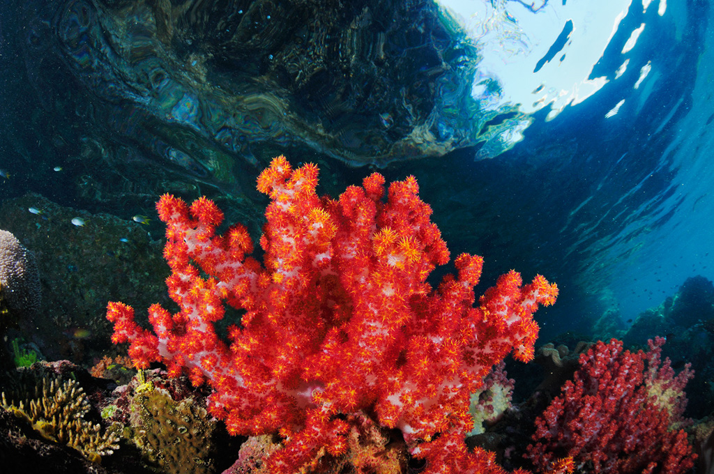 Soft_coral_L2672_82_Triton_Bay