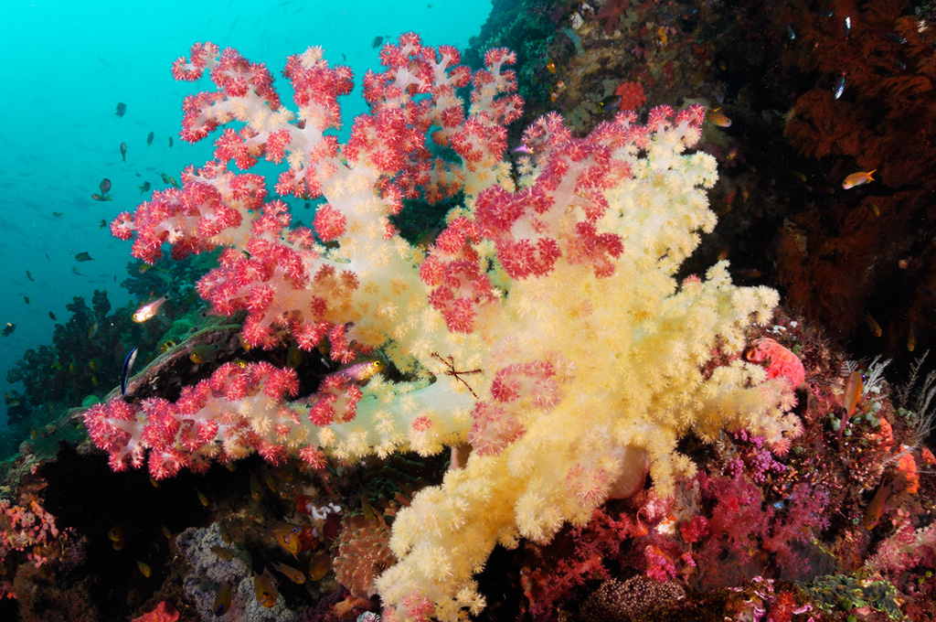 Soft_coral_L2678_43_Triton_Bay