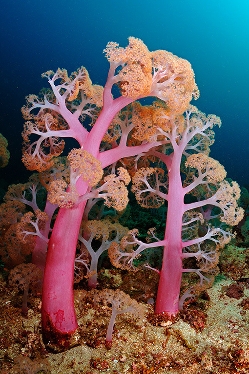 Soft_corals_L2686_26_Triton_Bay1