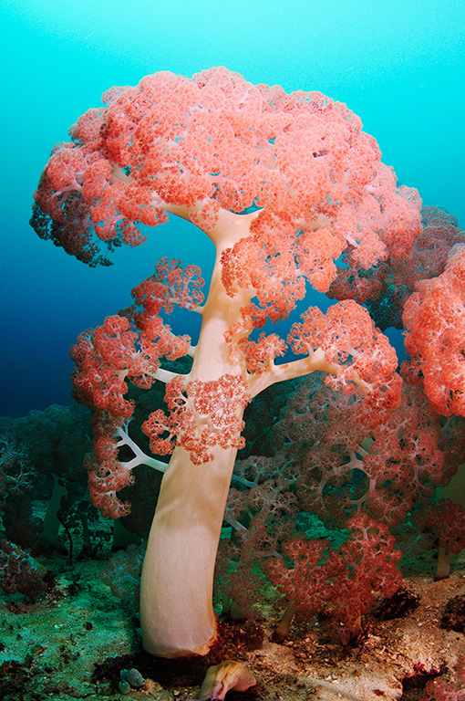 Soft_coral_L2674_58_Triton_Bay1