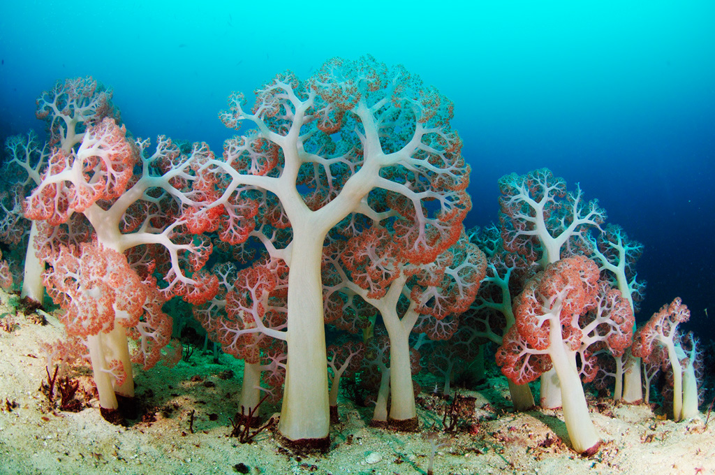 Soft_corals_L2674_64_Triton_Bay