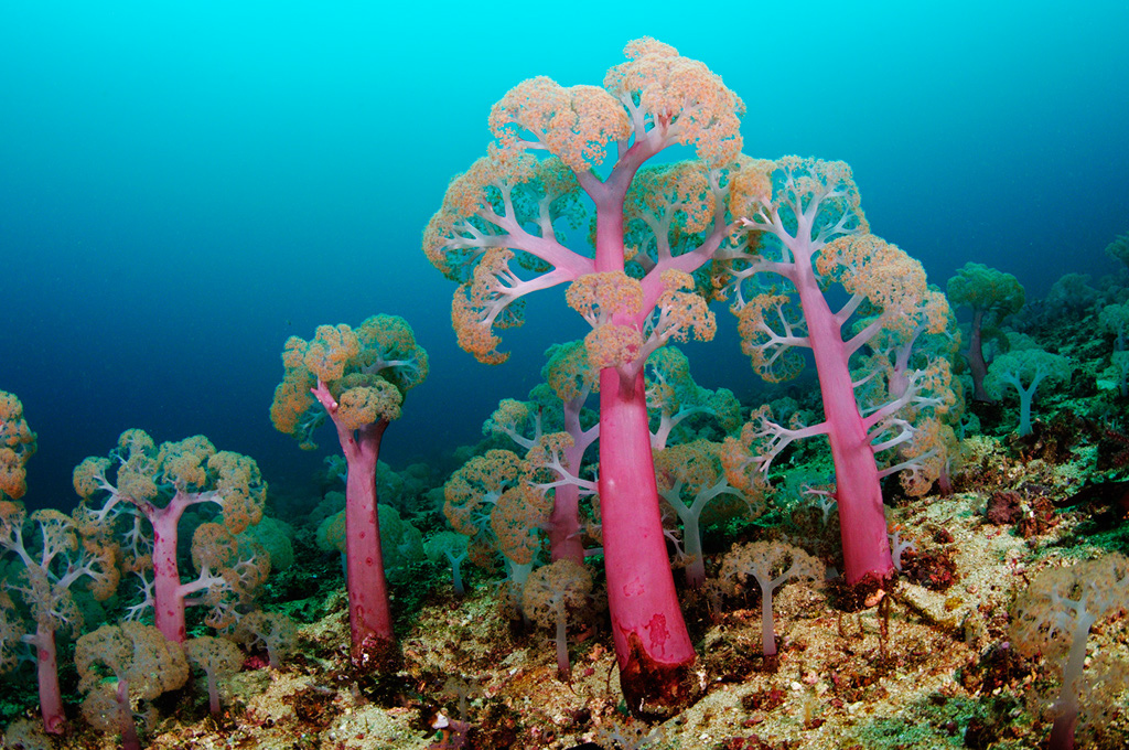 Soft_corals_L2689_28_Triton_Bay