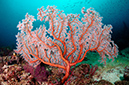 Sea_fan_L2677_24_Triton_Bay