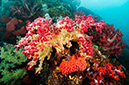 Soft_corals_L2685_03_Triton_Bay