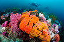 Cup_Corals_L2690_45_Triton_Bay