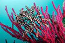 Feather_star_L2685_27_Triton_Bay