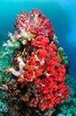 Soft_corals_L2671_26_Triton_Bay1