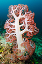 Soft_coral_L2674_39_Triton_Bay1