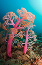 Soft_corals_L2686_20_Triton_Bay1