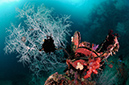 Black_Coral_L2670_28_Triton_Bay