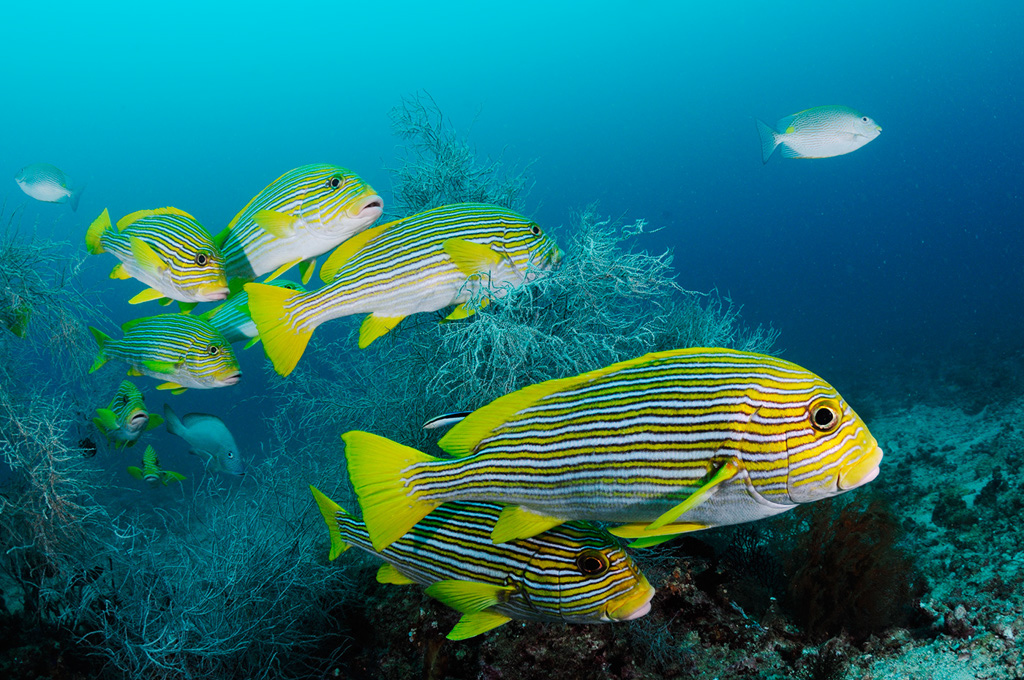 Ribbon_Sweetlips_L2695_100_Triton_Bay