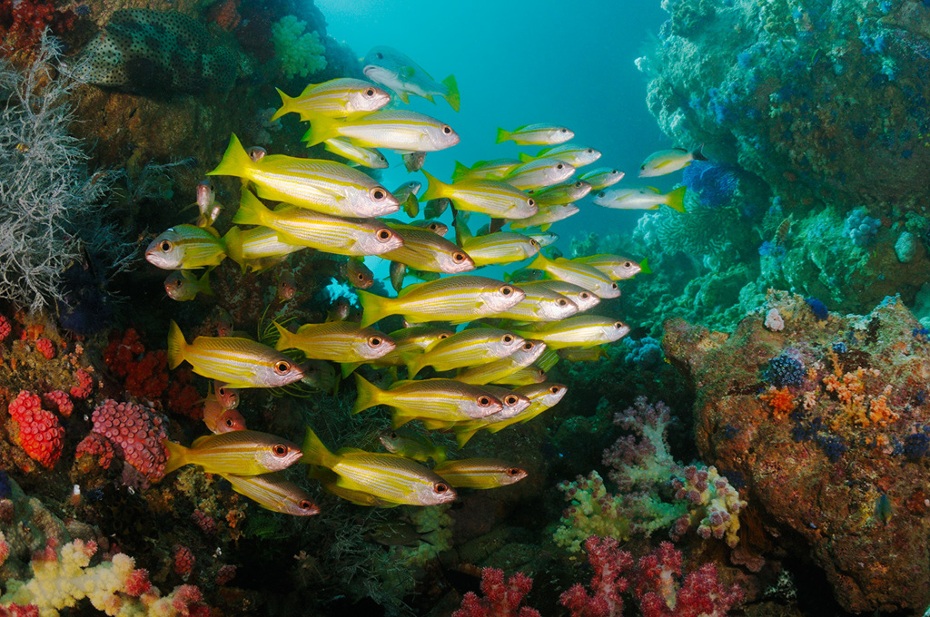 Bigeye_snappers_L2694_62_Triton_Bay