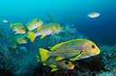 Ribbon_Sweetlips_L2695_100_Triton_Bay