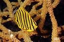 Eightband_Butterflyfish_L2693_36_Triton_Bay